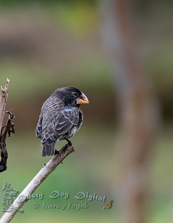 Darwin's Large Ground Finch