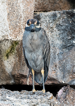 Yellow-crowned Night Heron, Darwin Bay