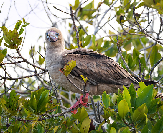 Red-footed Booby, Darwin Bay