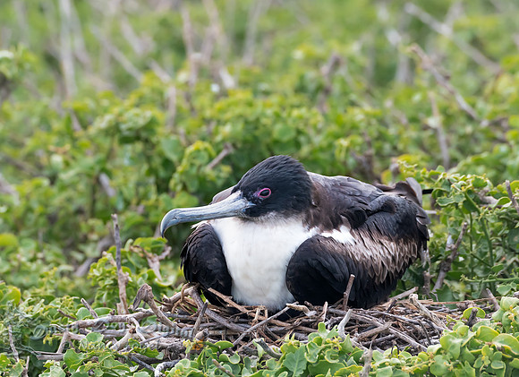 Female Frigate Bird Nesting, Darwin Bay