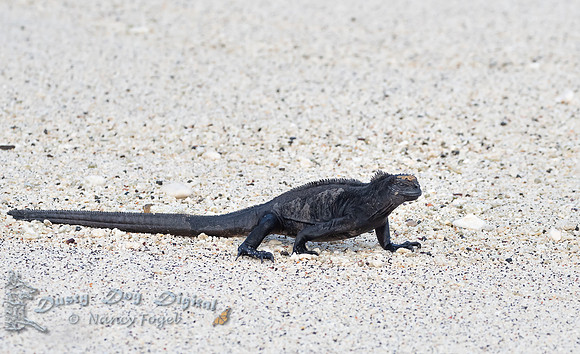 Marine Iguana, Darwin Bay