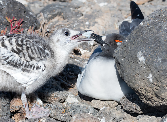 Swallow-tailed Gull with Chick