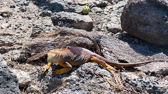Land Iguana