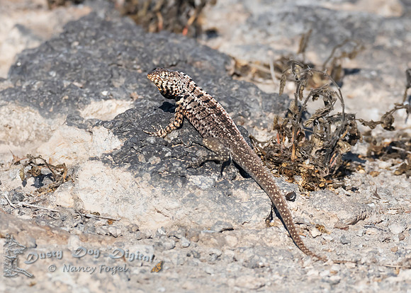 Lava Lizard