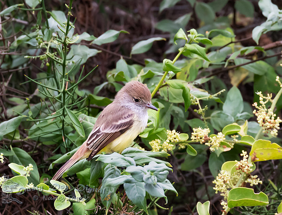 Galapagos Flycatcher