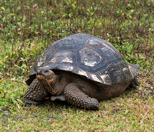 Galapagos Giant Tortoise
