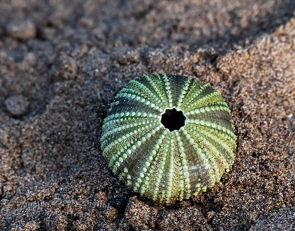 Sea Urchin Shell