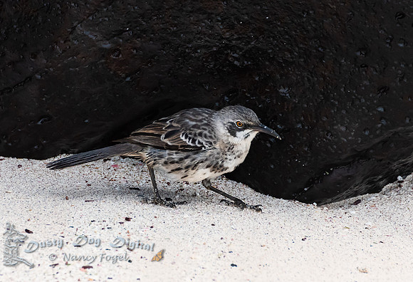 Galapagos Mockingbird