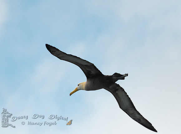 Waved Albatross in Flight