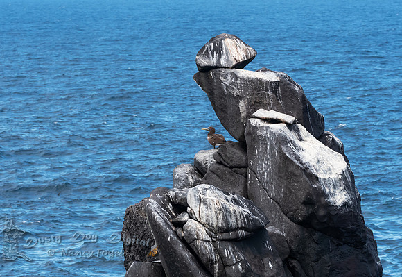 Rock Formation for Blue-footed Booby Look-out