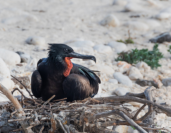 Magnificent Frigatebird Nesting