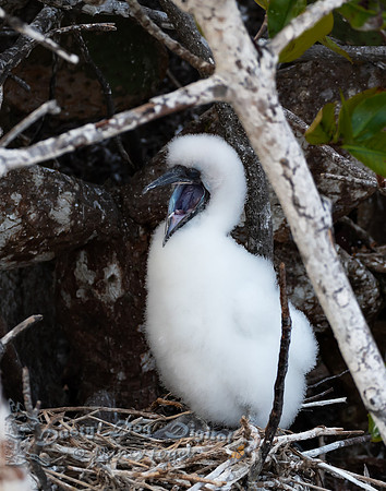 Blue-footed Booby Chick, Darwin Bay