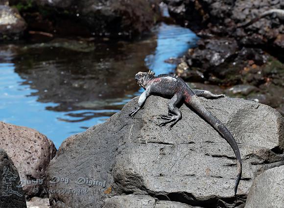 Marine Iguana