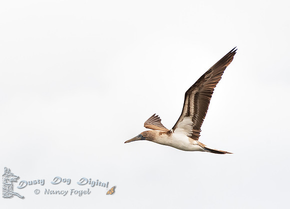 Blue-footed Booby in Flight