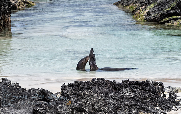 Sea Lion Spa