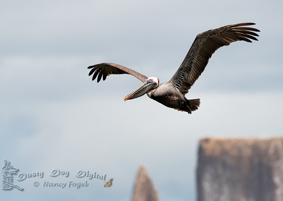 Brown Pelican Flying Above Kicker Rock