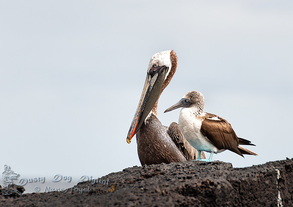 Brown Pelican with Blue-footed Booby