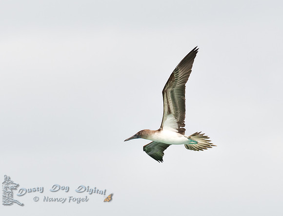 Blue-footed Booby in Flight