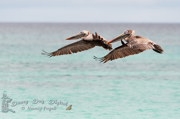 Brown Pelican Pair in Flight