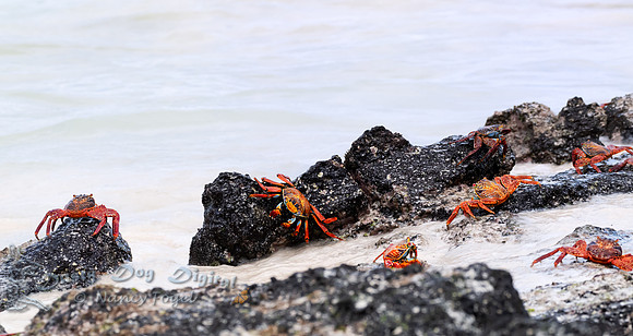Sally Lightfoot Crabs