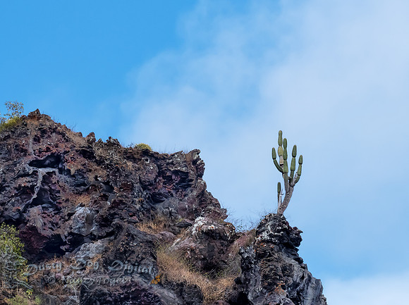 Candelabra Cactus on Lava Cliff