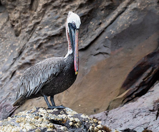 Brown Pelican Standing on Cllif