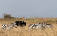 Ostriches Are Very Big Birds