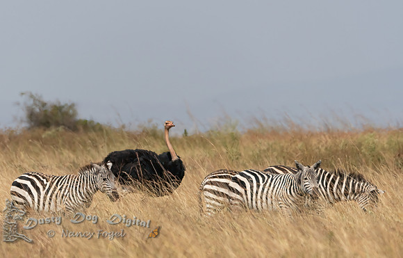 Ostriches Are Very Big Birds