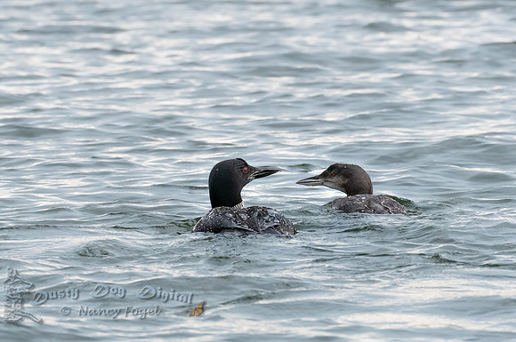 Loon Mama and Fledgling, Lake Iroquois, Vermont