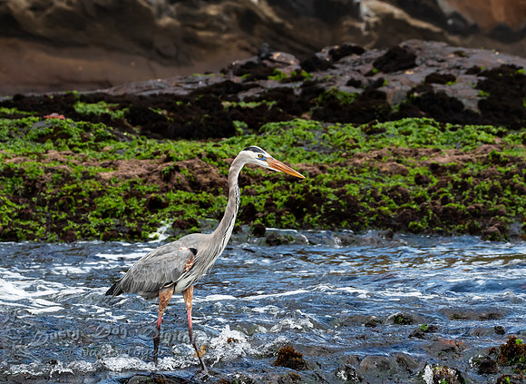 Great Blue Heron 2