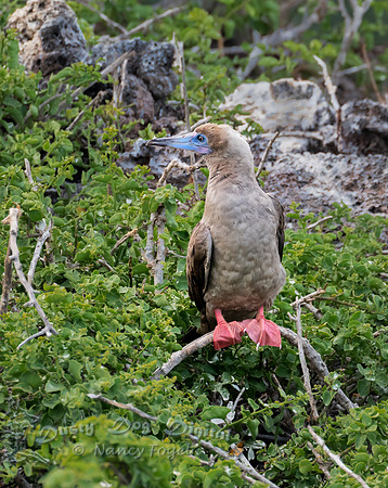 Red-footed Booby, Darwin Bay