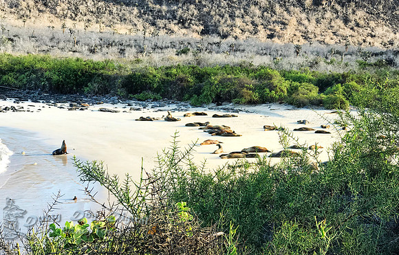 Sea Lions on Santa Fe Beach