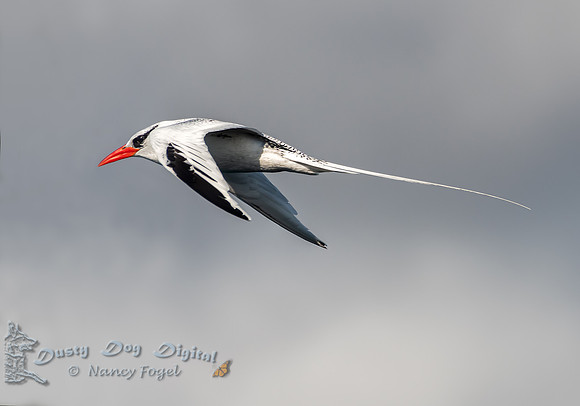 Tropicbird