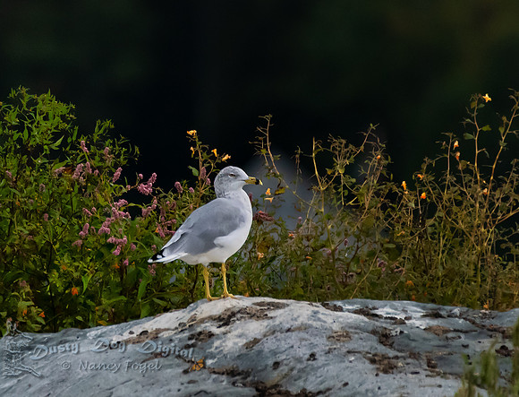 Herring Gull, Lake Iroquois, Vermont
