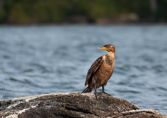 Cormorant, Lake Iroquois, Vermont