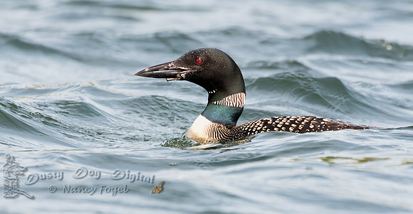 Common Loon, Lake Iroquois, Vermont