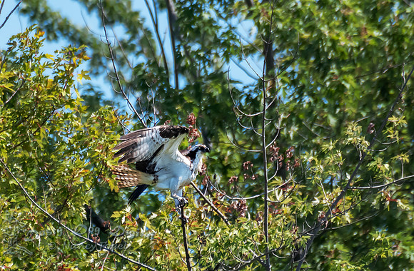 Osprey, Lamoille River, Vermont