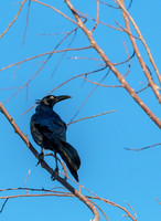 Great-tailed Grackle
