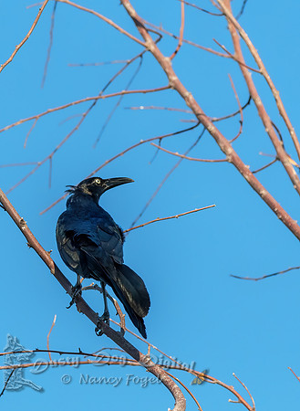 Great-tailed Grackle