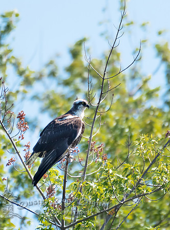 Osprey, Lamoille River, Vermont