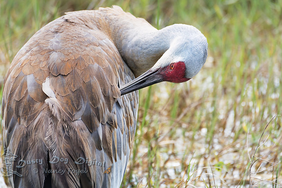 Sandhill Crane Preening, Viera Wetland