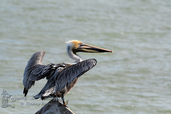 Brown Pelican, Fort Pierce Jetty, Florida