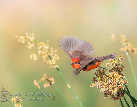 Vermilion Flycatcher in Flight