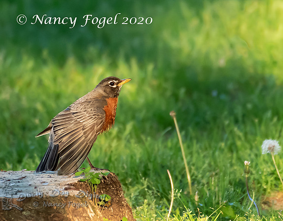 American Robin, Bonanza Park, Colchester, Vermont