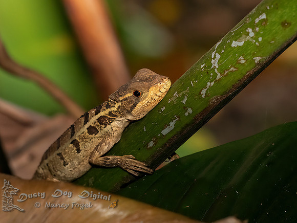 Brown Basilisk Lizard