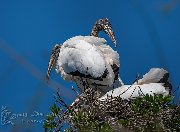 Woodstorks