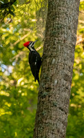 Pileated Woodpecker