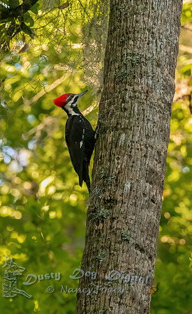 Pileated Woodpecker