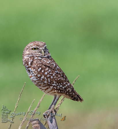 Burrowing Owl, Cape Coral