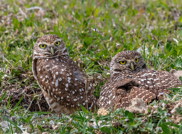 Burrowing Owl Pair